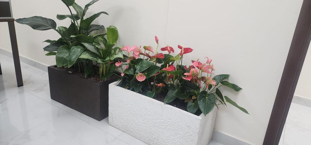 Professional Landscaping - 2