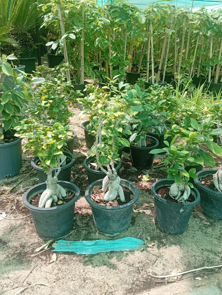 Professional Landscaping - 3