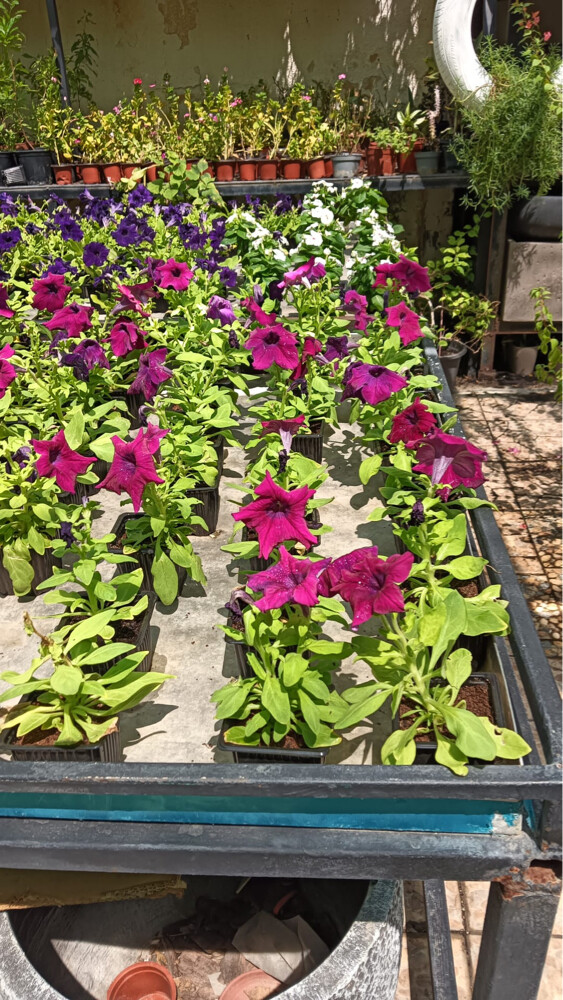Professional Landscaping - 6