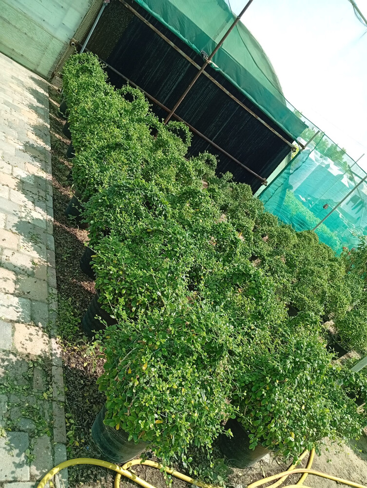 Professional Landscaping - 4