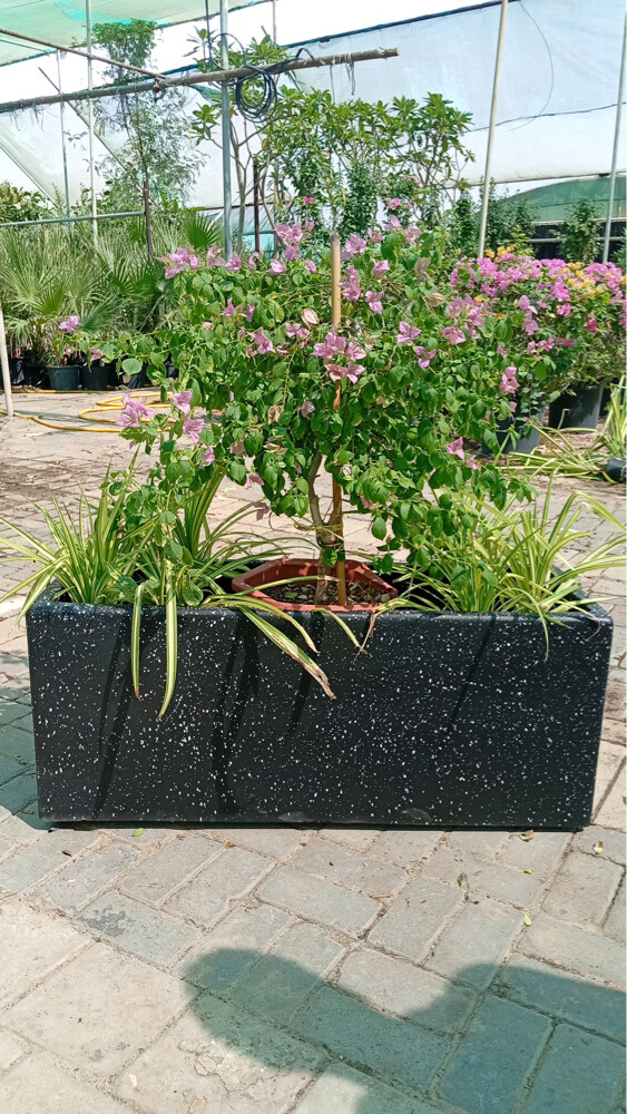 Professional Landscaping - 5