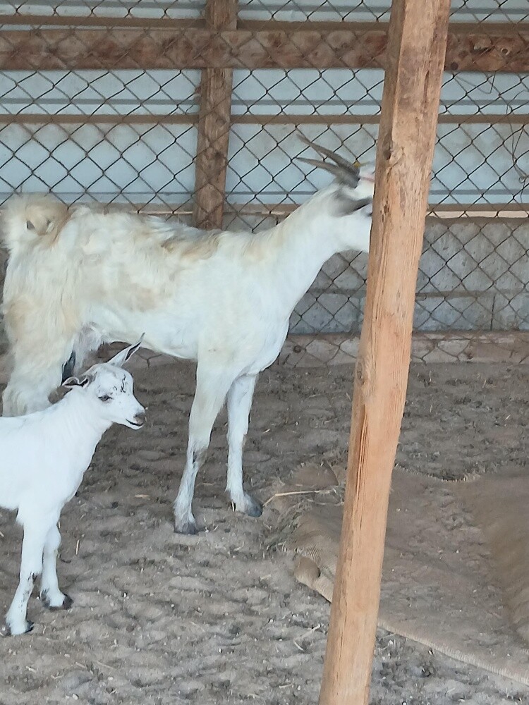 عمانيه تحتها تيس - 3