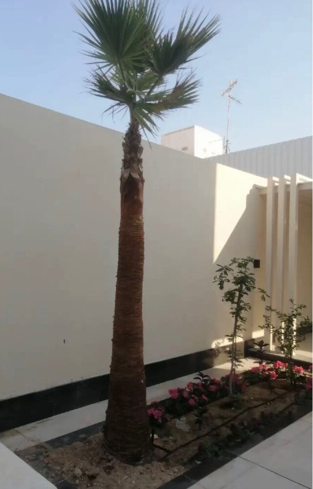 نقل وزراعة النخيل - 2
