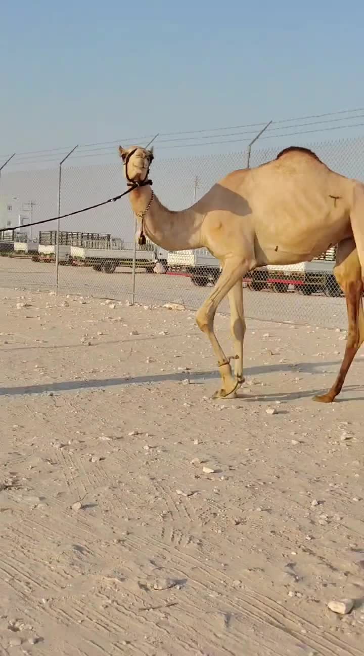بكره لقيه طيبة - 1