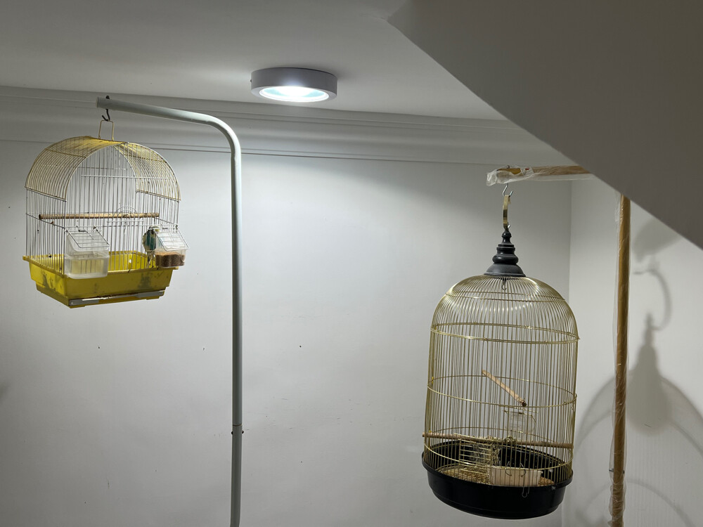 two birds for sale - 1