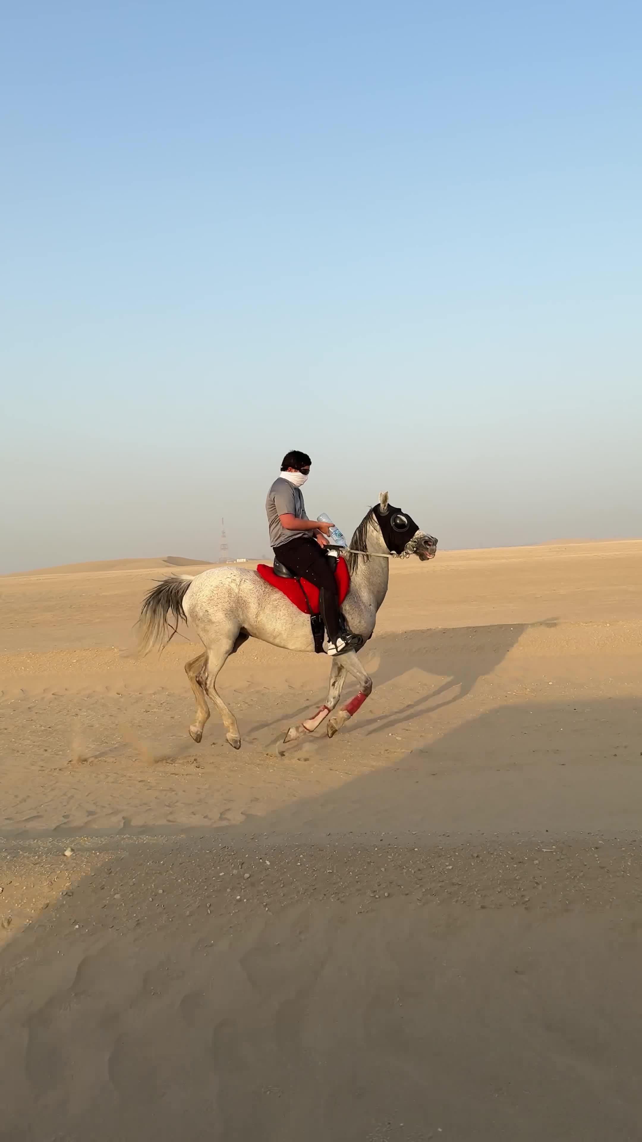 فرس للبيع - 2