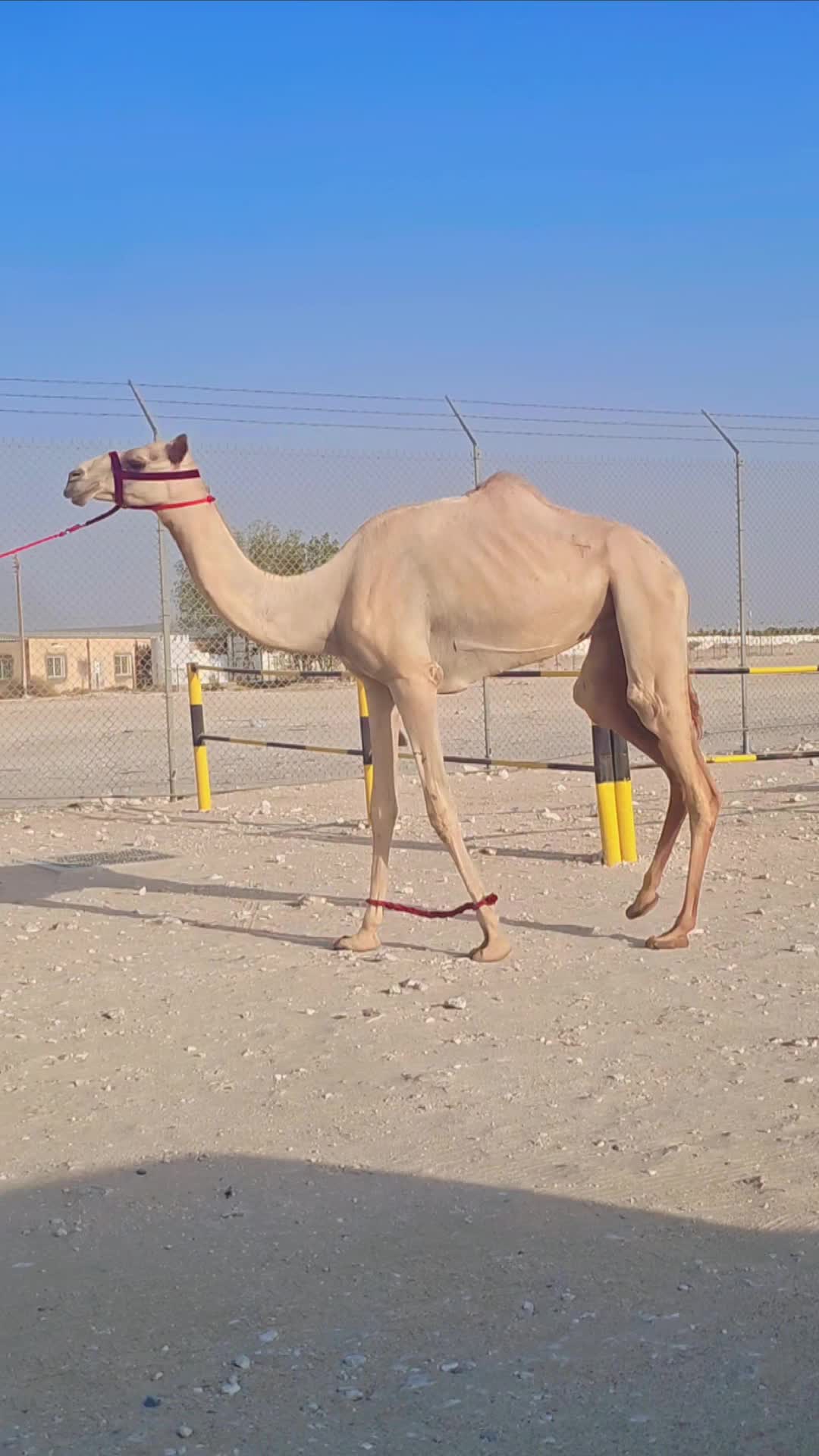 جزعه بنت ادهم الخيارين - 1
