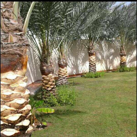 زراعة النخيل  - 2