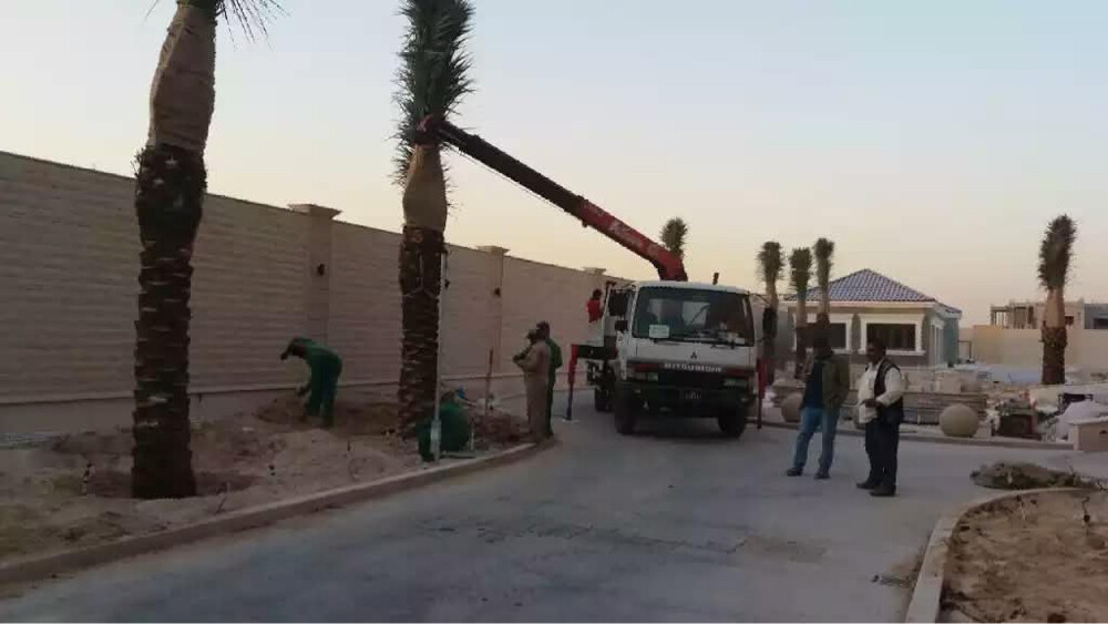 زراعة النخيل  - 1