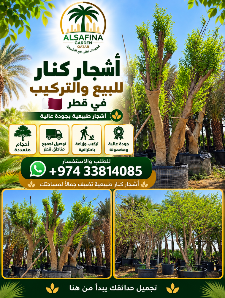 Washingtonia and date palm tree - 1