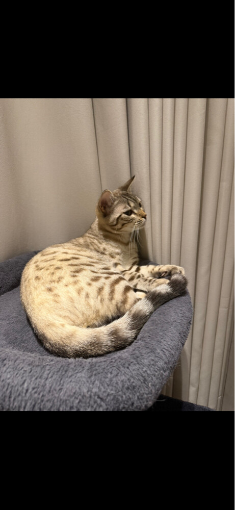 Snow Lynx Bengal Male - 3