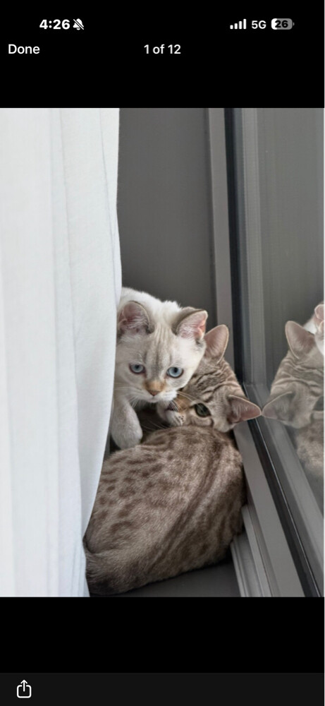Snow Lynx Bengal Male - 2