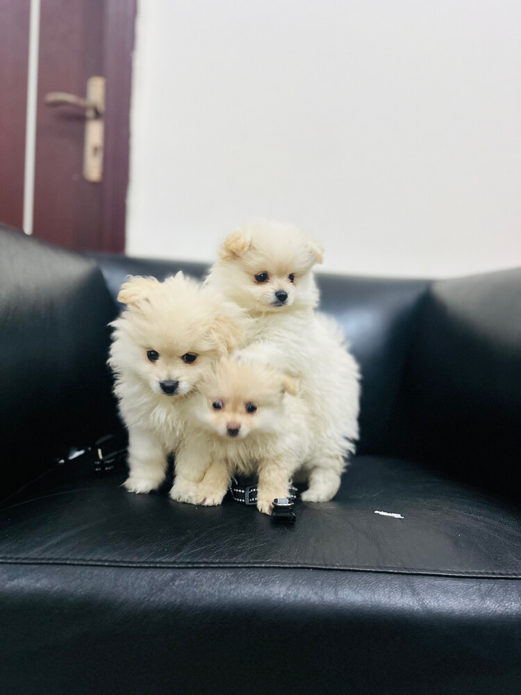 pure pomeranian puppies - 4