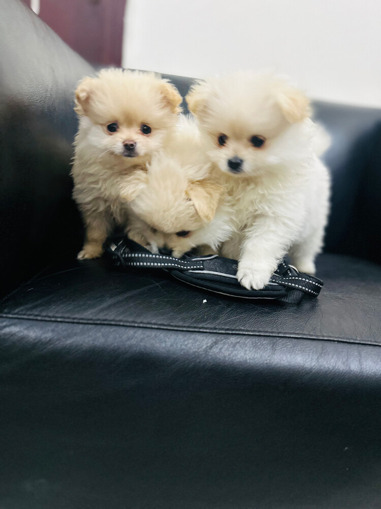 pure pomeranian puppies - 3