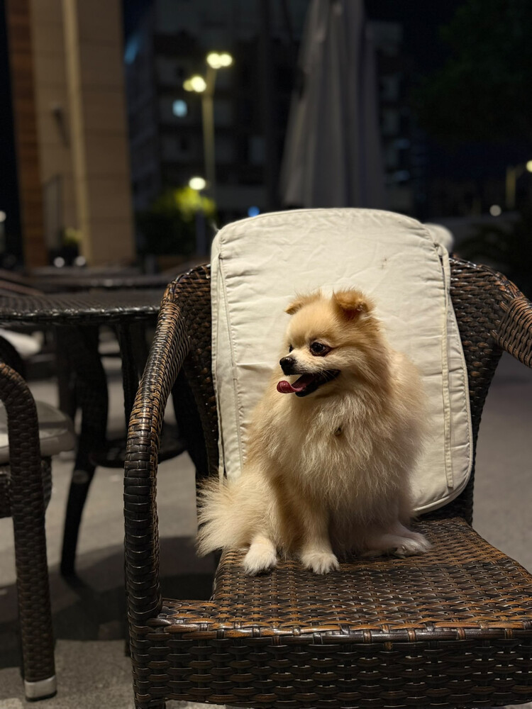 pure pomeranian puppies - 5