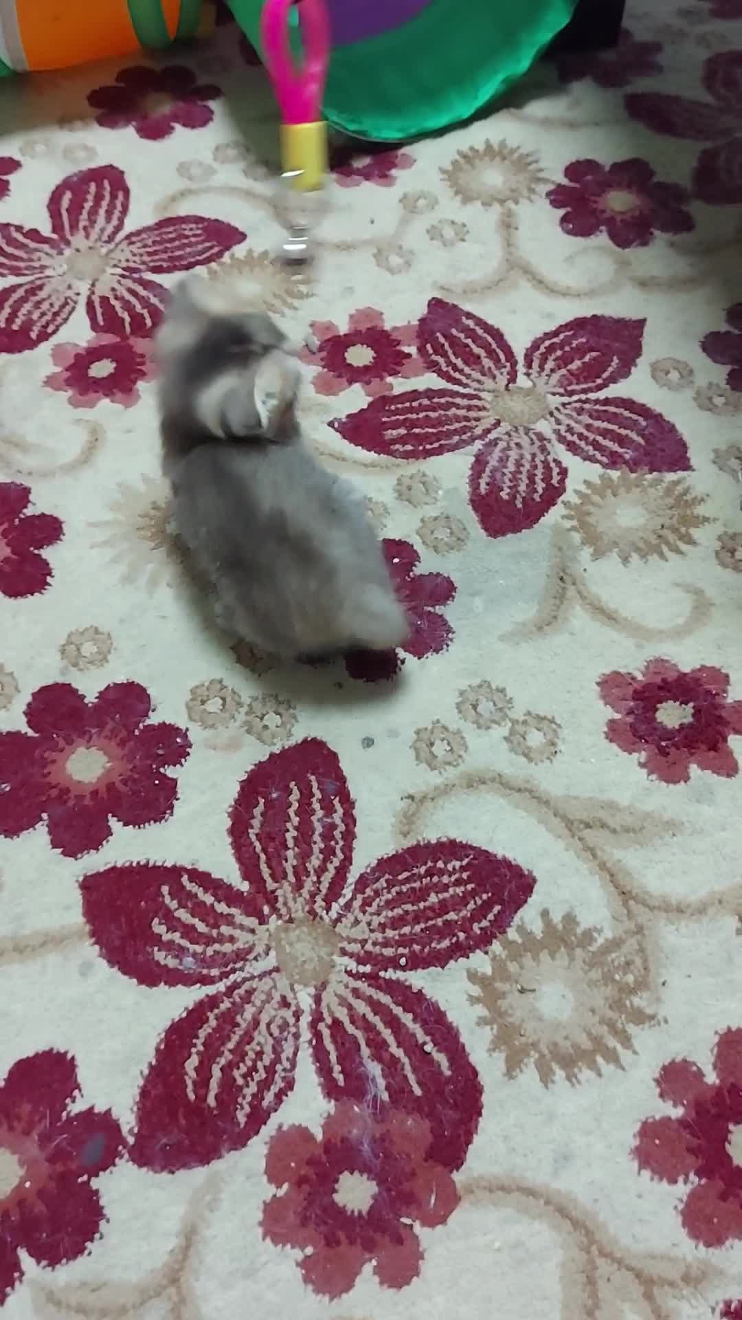 Female Scottish fold - 1