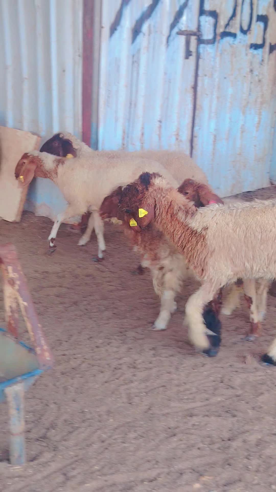 رخال وخروفين بلديه - 1