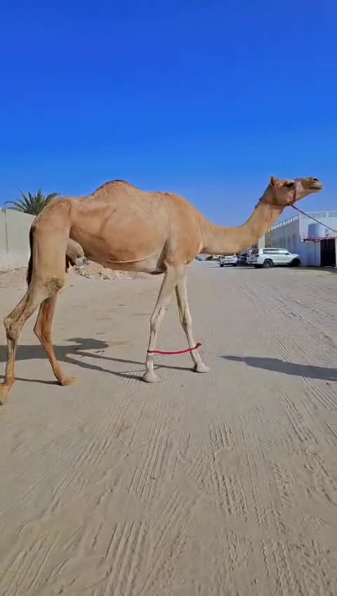 للبيع عشرا فاردين سليمت البروسلا - 2