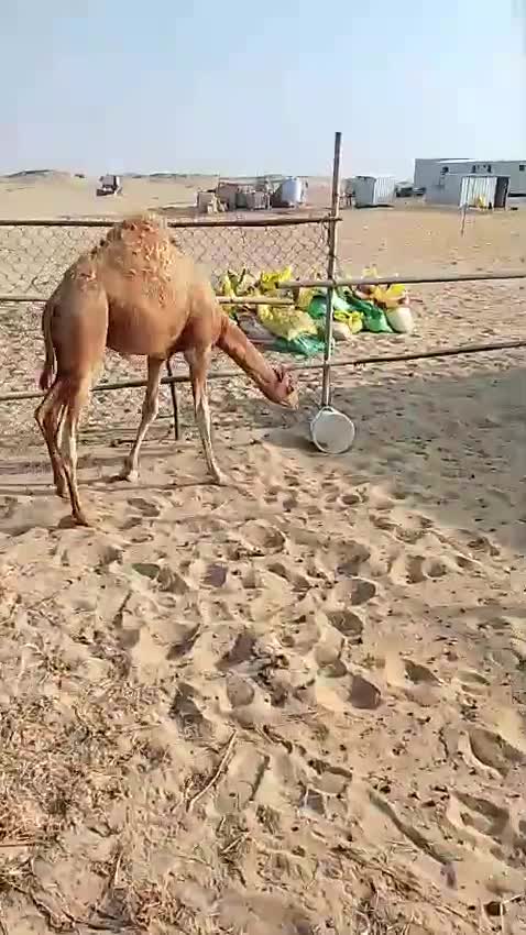 مفرود سمين  - 1