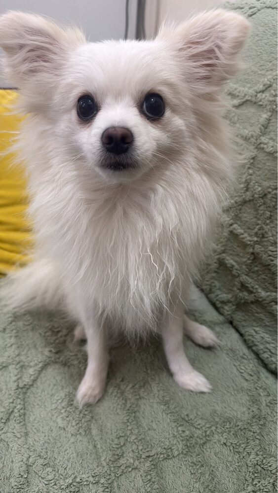 pomerenian dog - 2