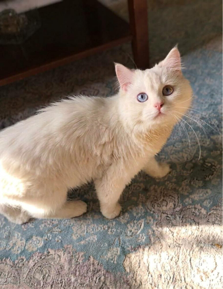 long hair scotch cat - 1
