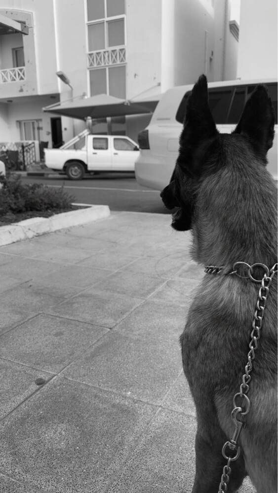 lost dog - 4