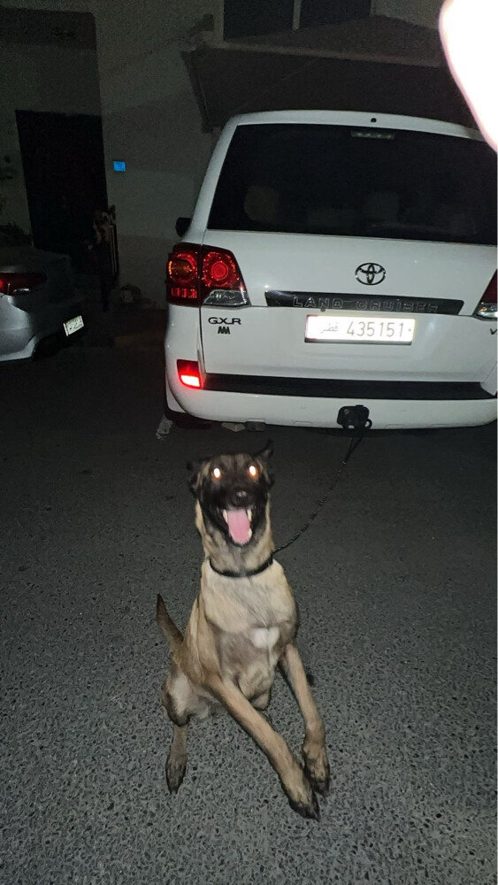 lost dog - 3