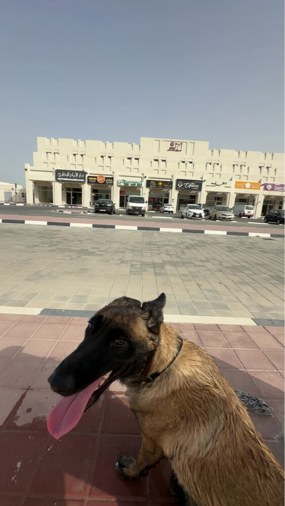 lost dog - 2