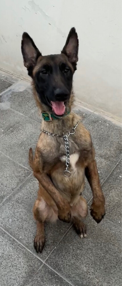 lost dog - 1