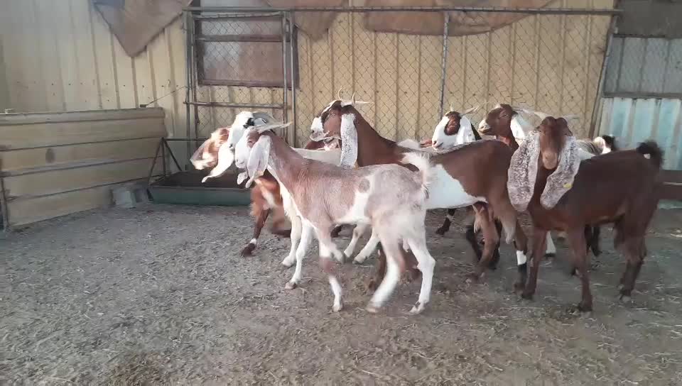 للبيع معزه مشاريك طيبه وفيها دفيع - 3