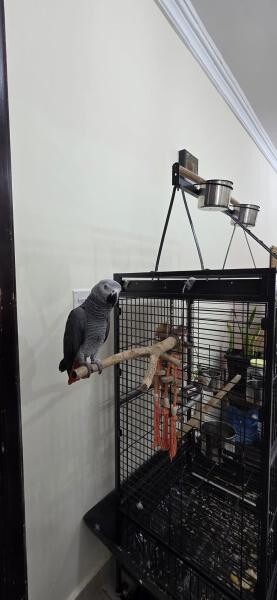 African Grey Parrot - 4