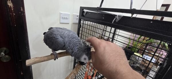 African Grey Parrot - 3