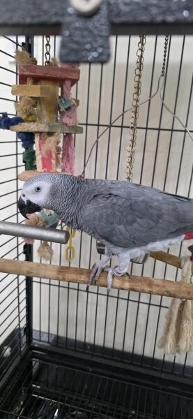 African Grey Parrot - 5