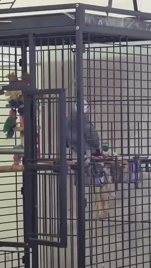 African Grey Parrot - 6