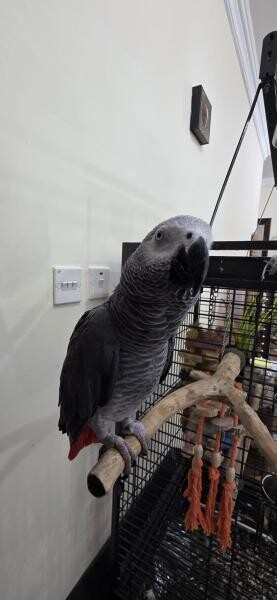 African Grey Parrot - 1