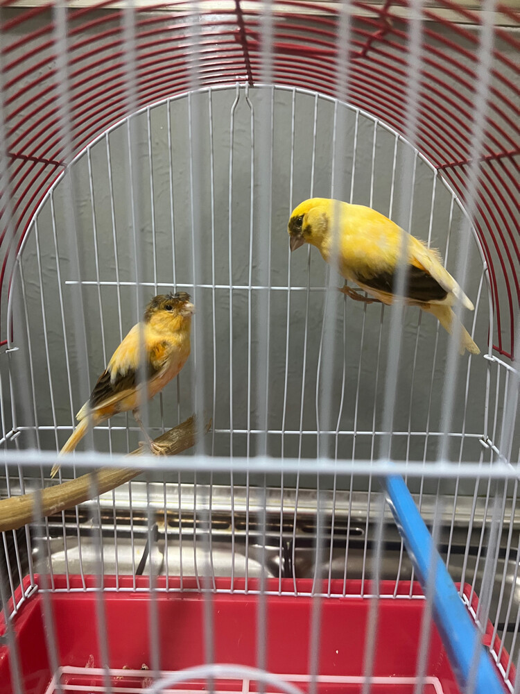 canary - 2