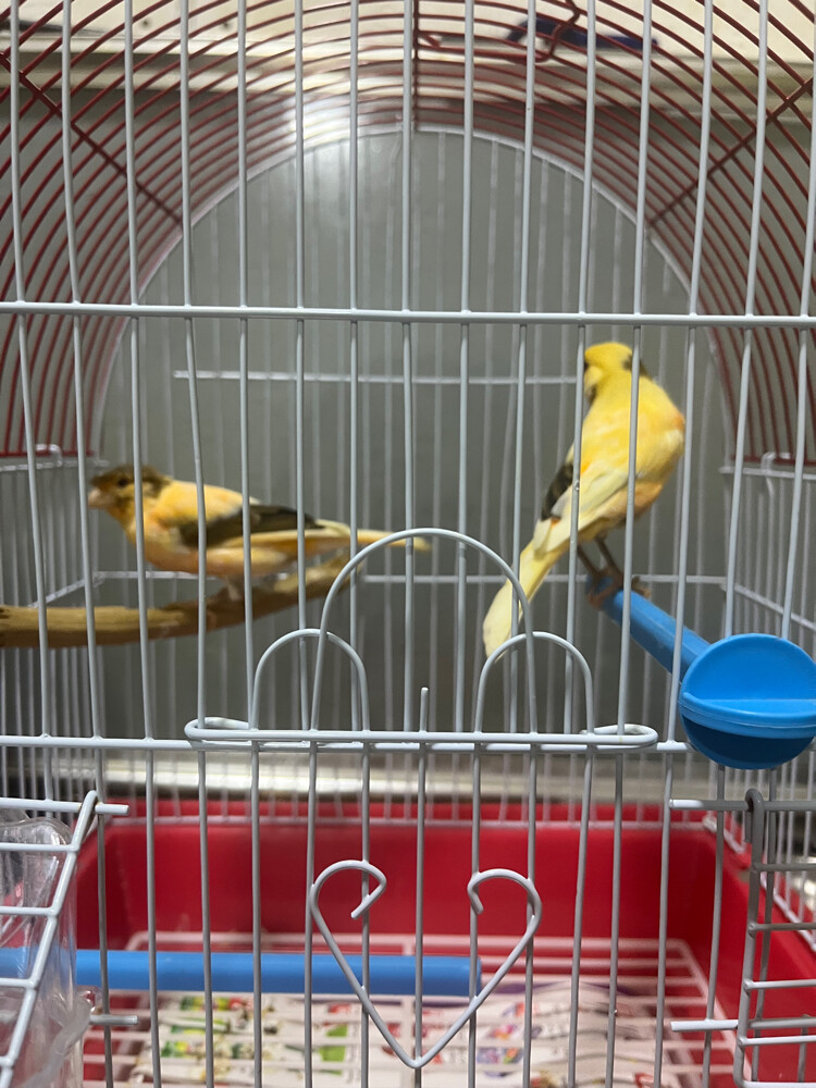 canary - 1