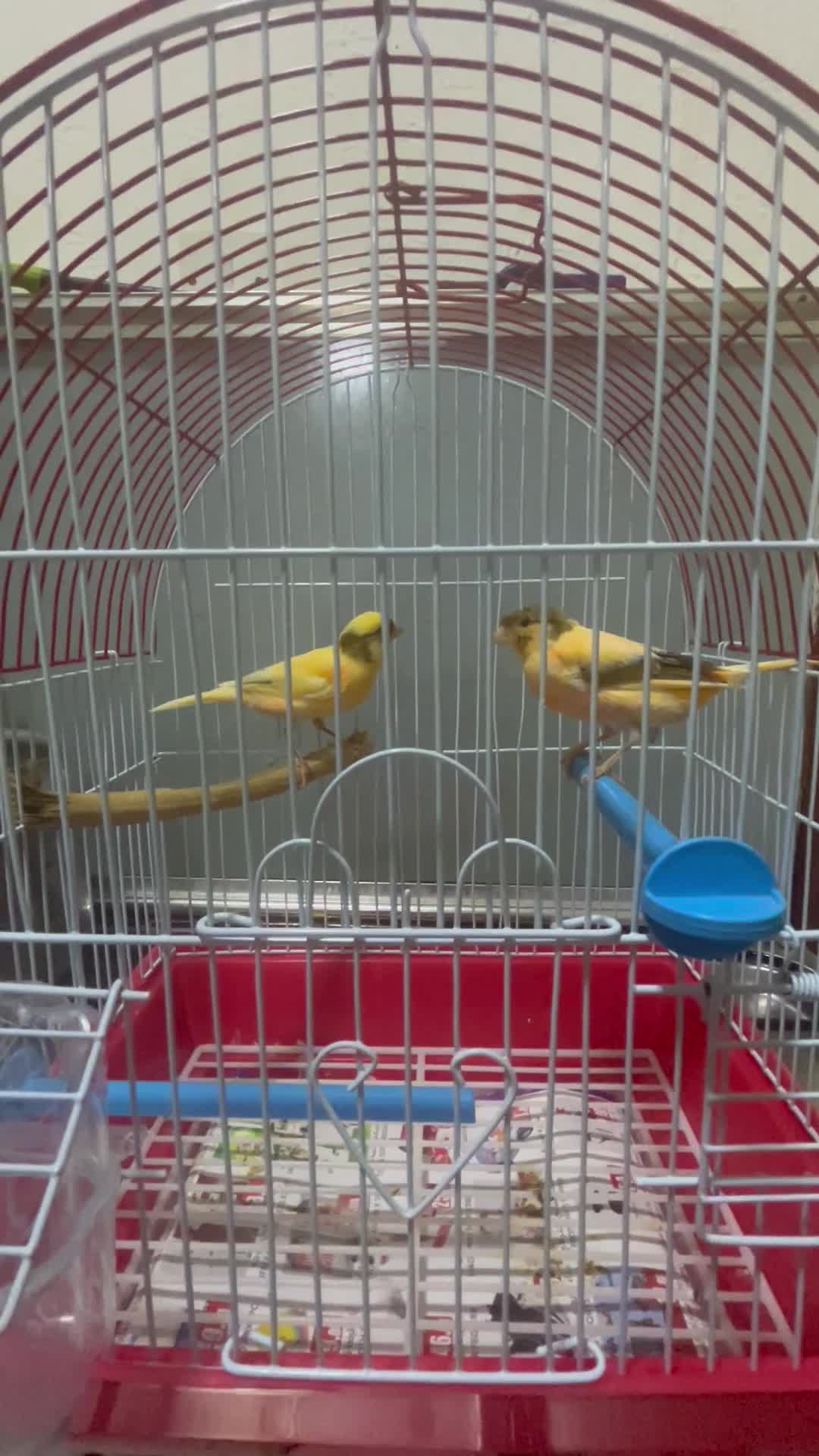 canary - 3