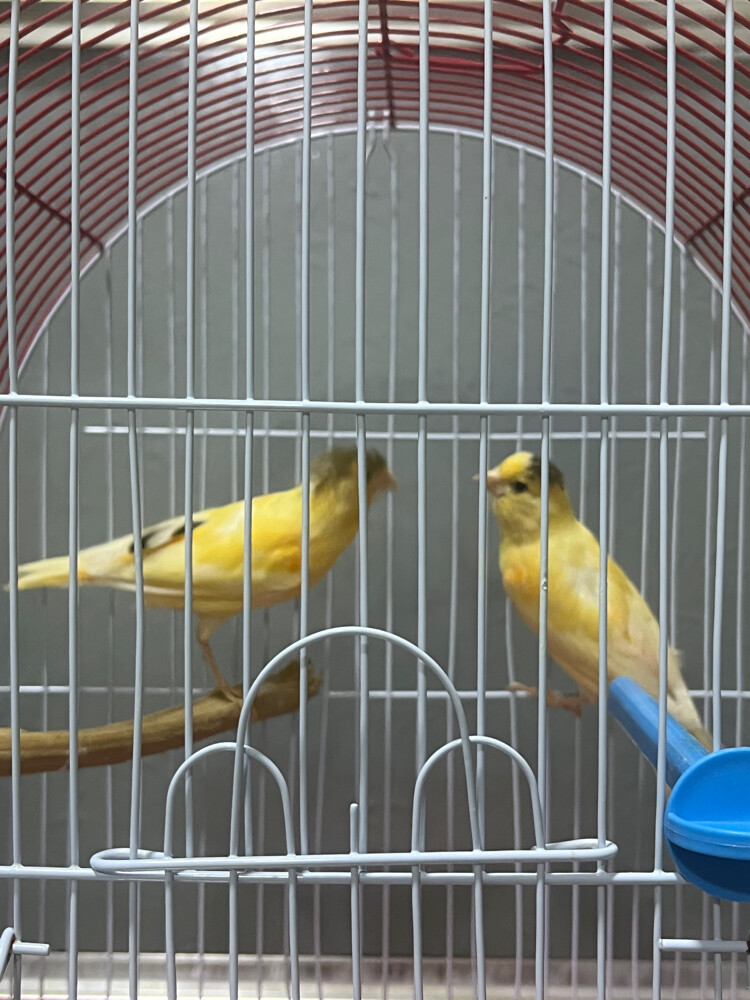 2 canary - 1
