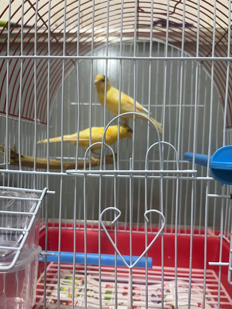 2 canary - 2