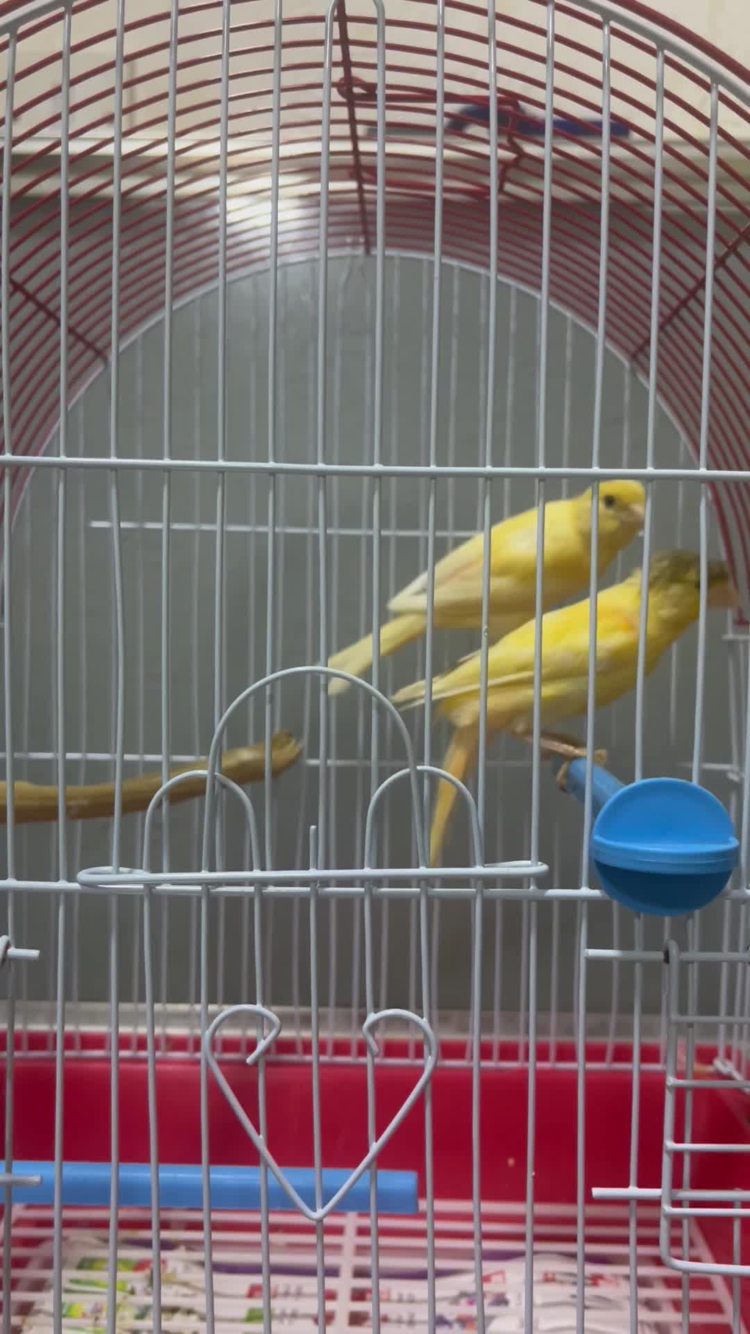 2 canary - 3