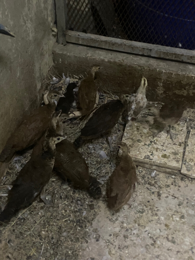 للبيع طاووس صغير  - 3