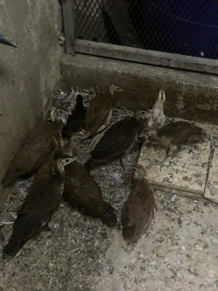 للبيع طاووس صغير  - 4