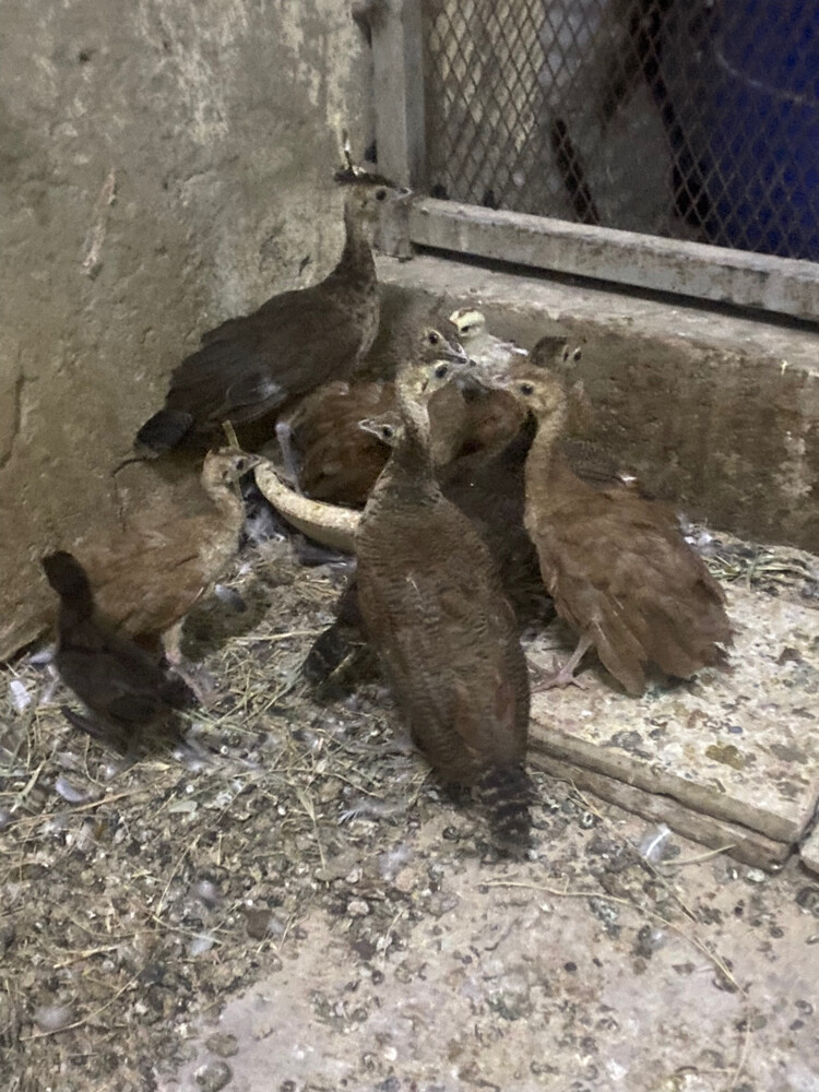للبيع طاووس صغير  - 1