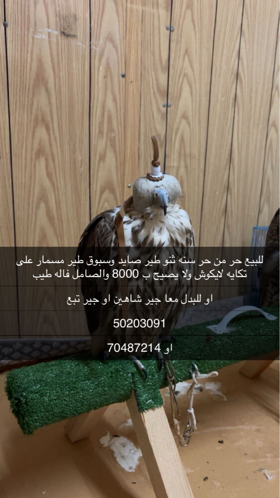 للبيع حر من حر  - 1
