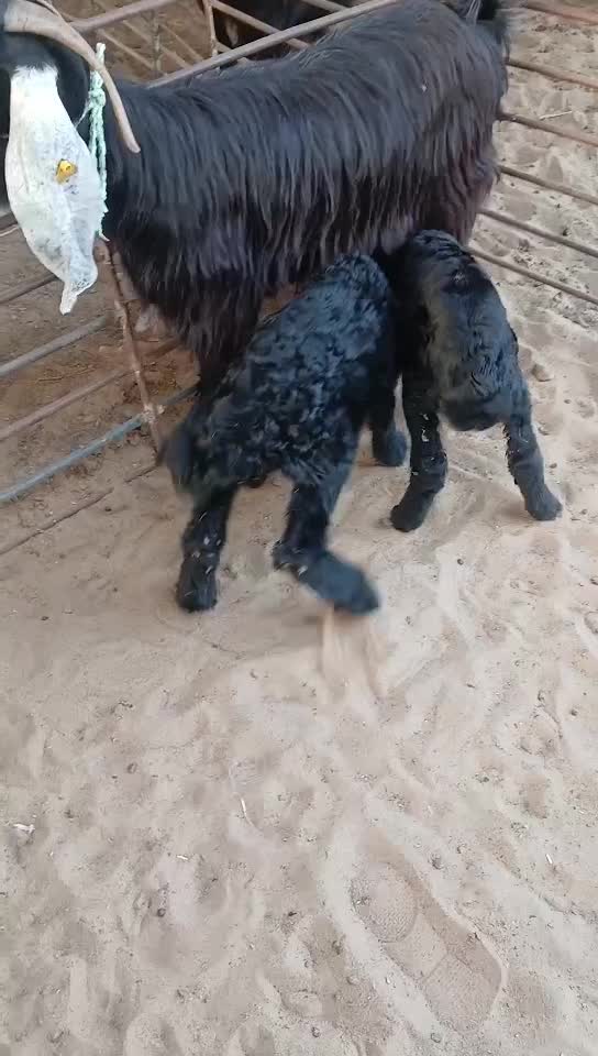 للبيع عدد ٢ خرفان دواغير - 1