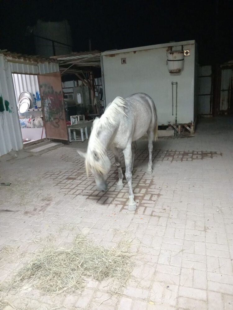 horse - 4