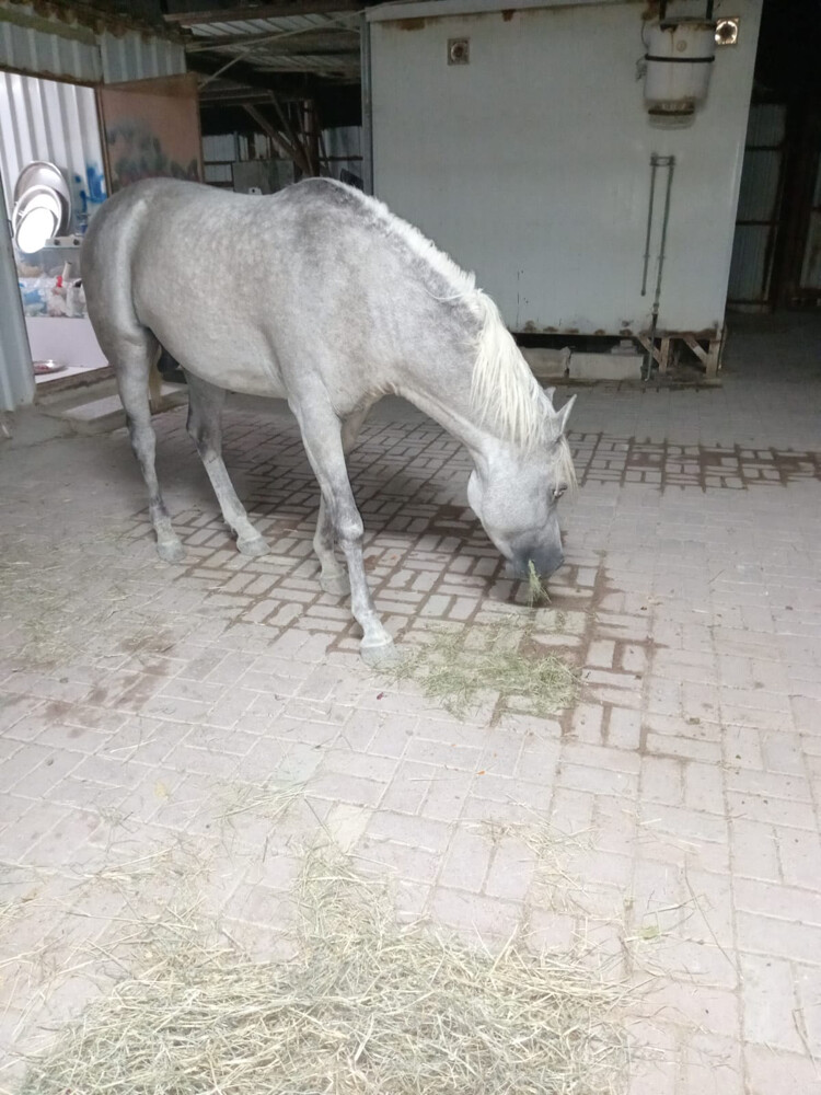 horse - 3