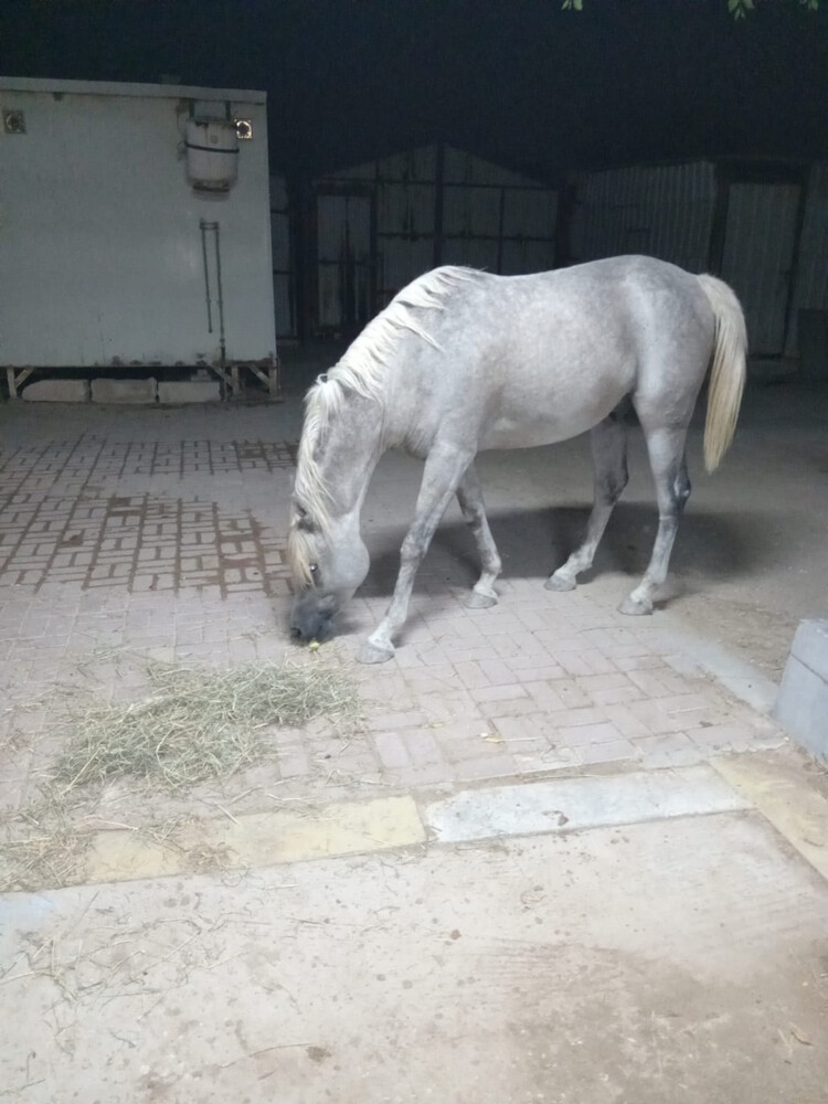 horse - 1