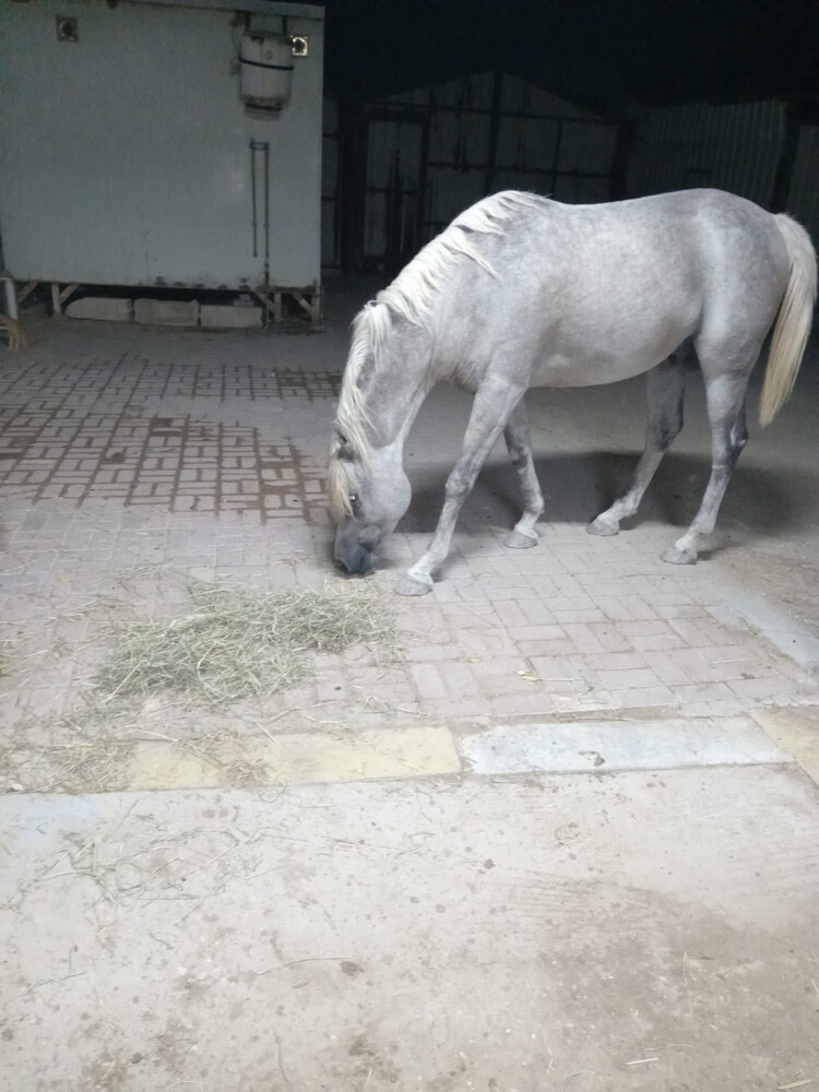 horse - 2